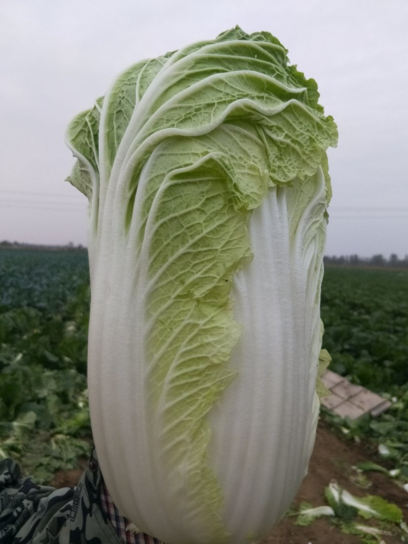 白菜4-8斤净菜