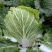 白菜4-8斤净菜