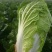 白菜4-8斤净菜