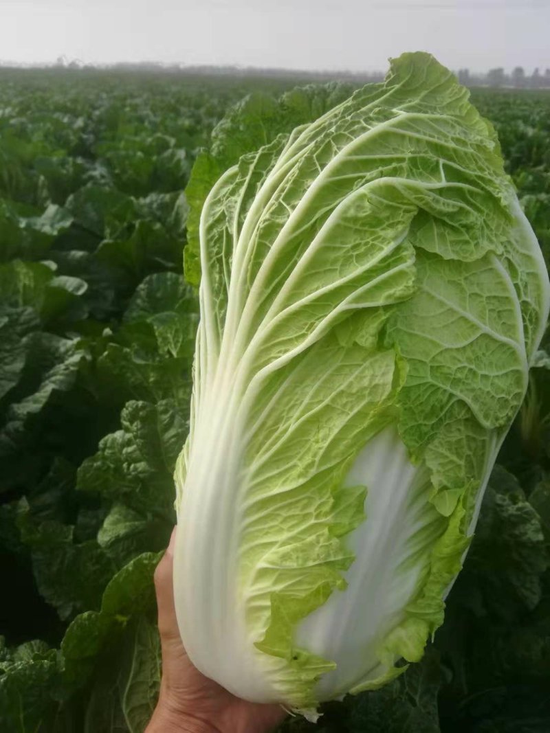 白菜4-8斤净菜