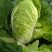 白菜4-8斤净菜