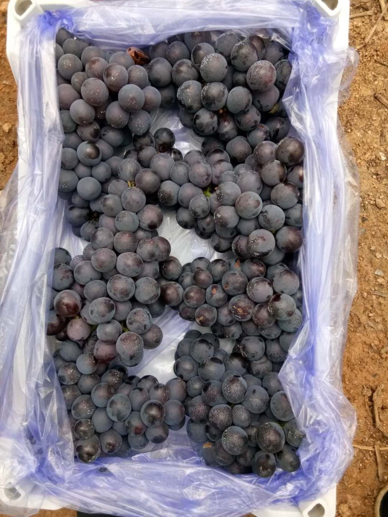 辽南正宗纯种大巨峰葡萄
