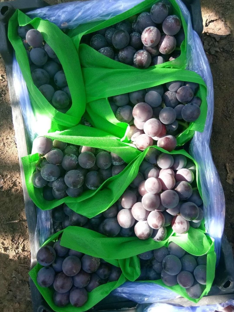 辽南正宗纯种大巨峰葡萄