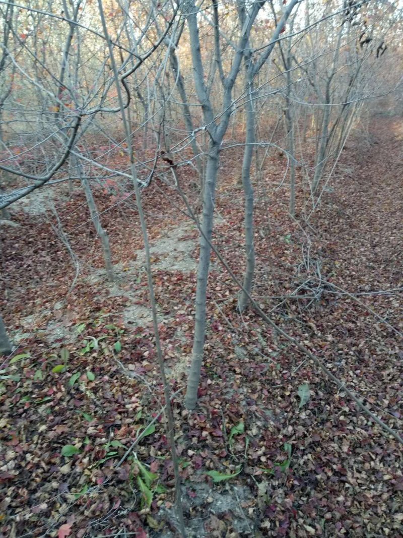 三角枫（茶条槭）各种规格，4-8公分，分枝点1-1.5米