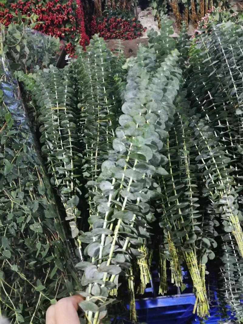 鲜切花