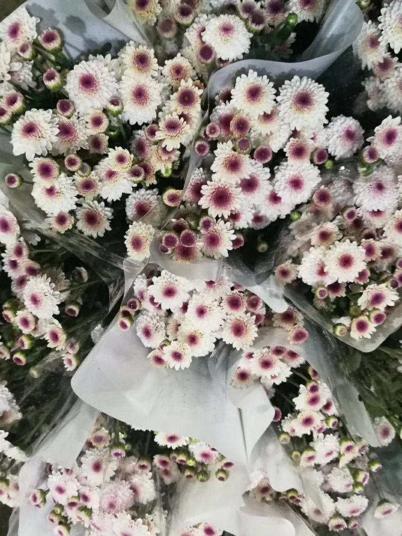 鲜切花