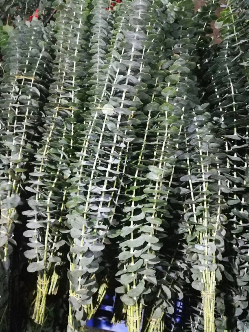鲜切花