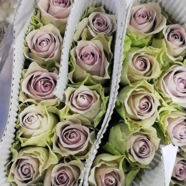 昆明玫瑰花，A级玫瑰花