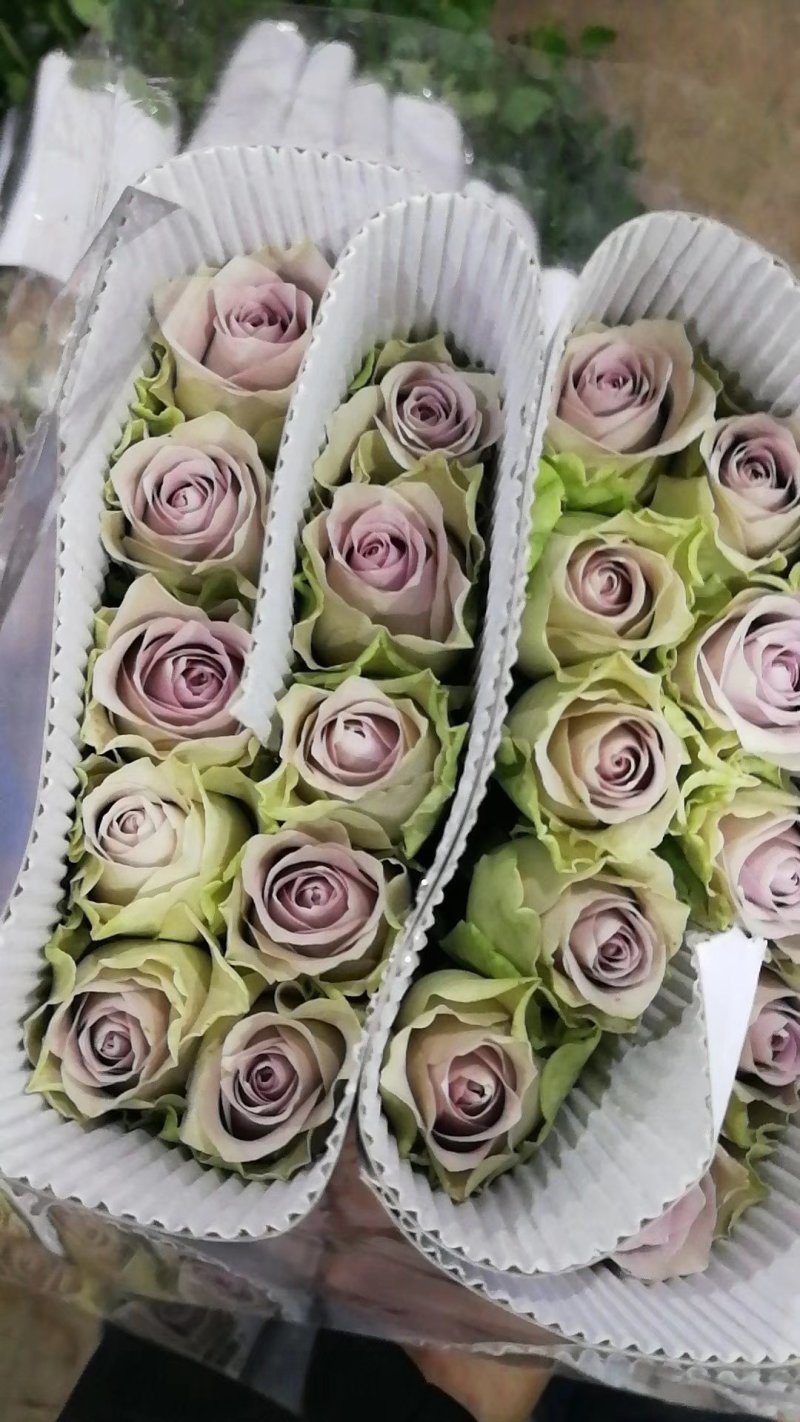 昆明玫瑰花，A级玫瑰花