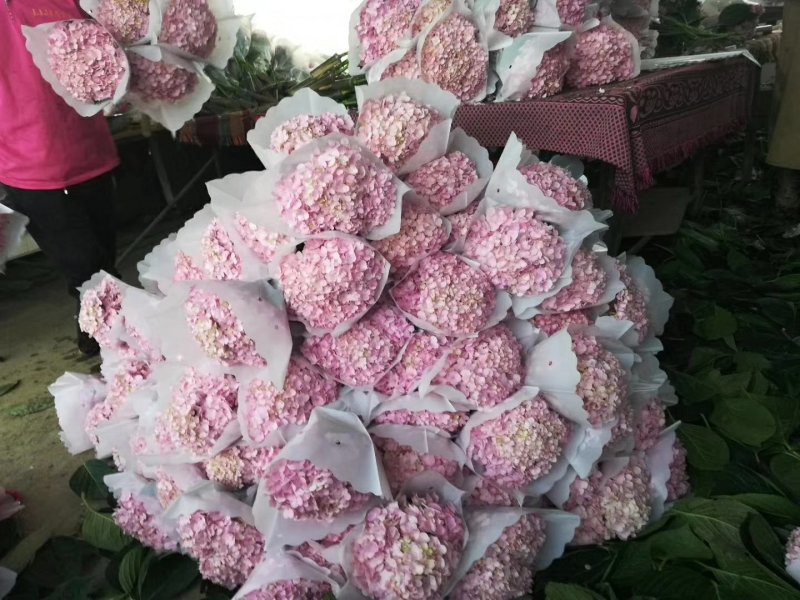 昆明玫瑰花，A级玫瑰花
