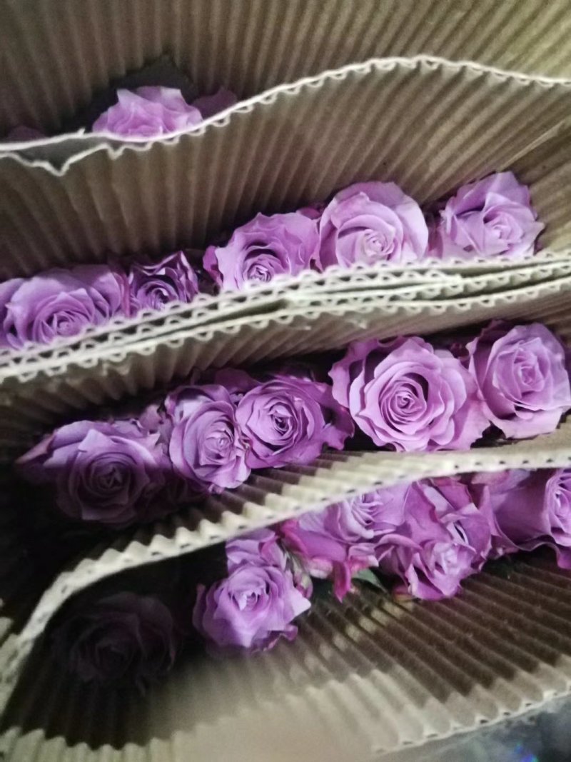 昆明玫瑰花，A级玫瑰花