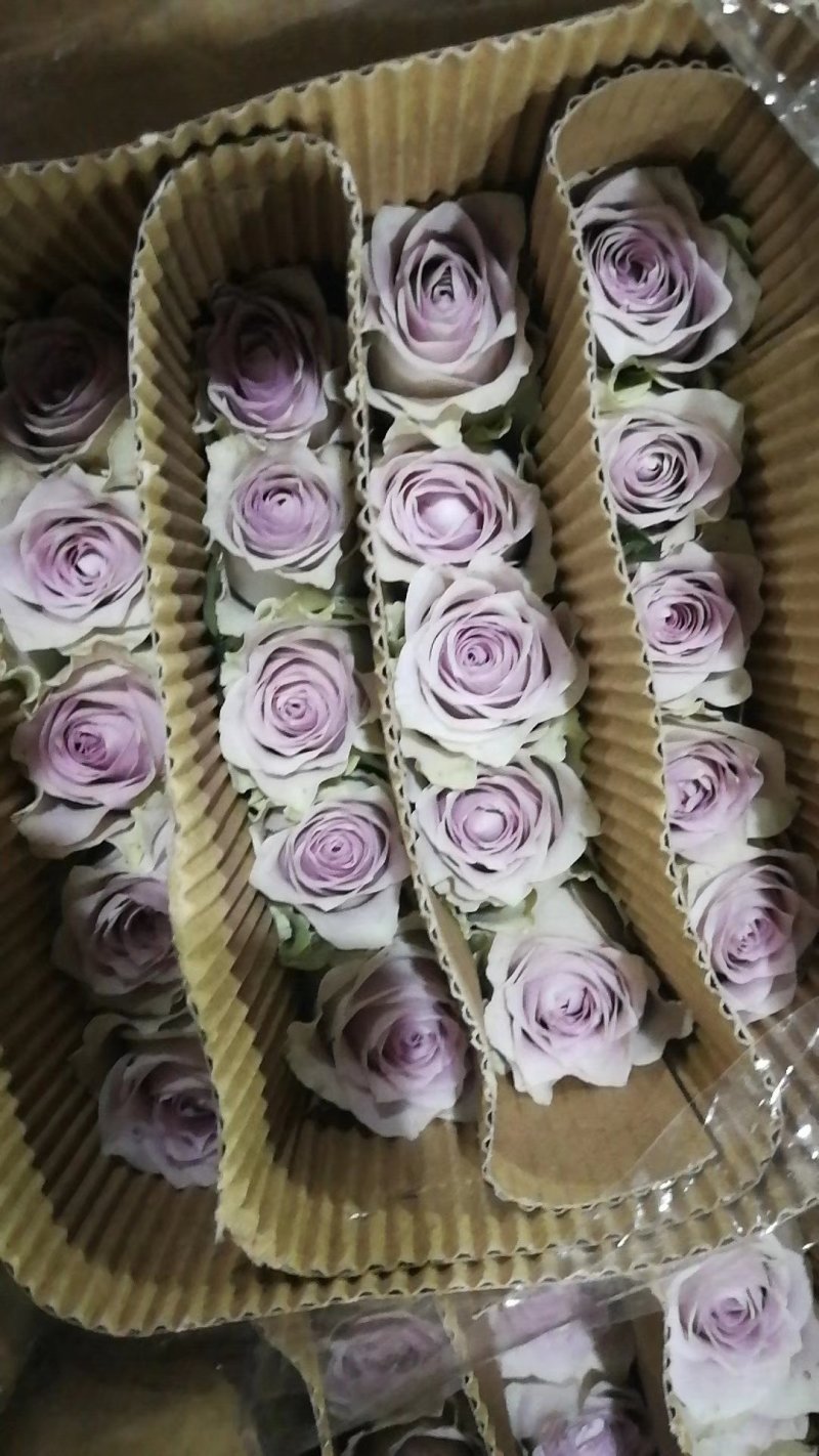 昆明玫瑰花，A级玫瑰花