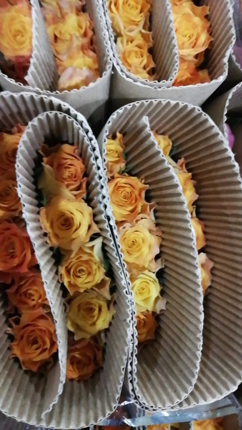 昆明玫瑰花，A级玫瑰花