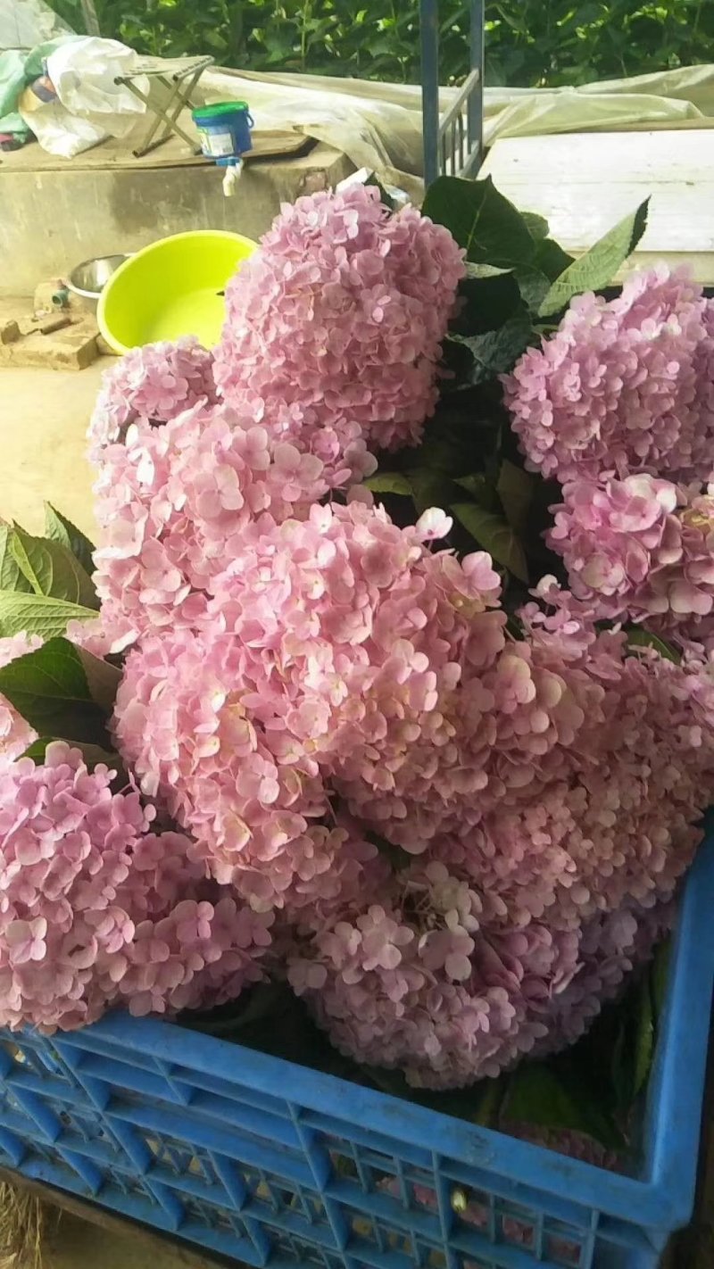昆明玫瑰花，A级玫瑰花