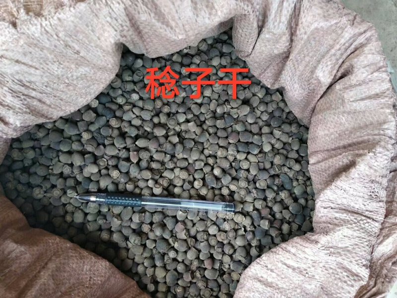 稔子干产地直销品质保证价格优惠欢迎选购