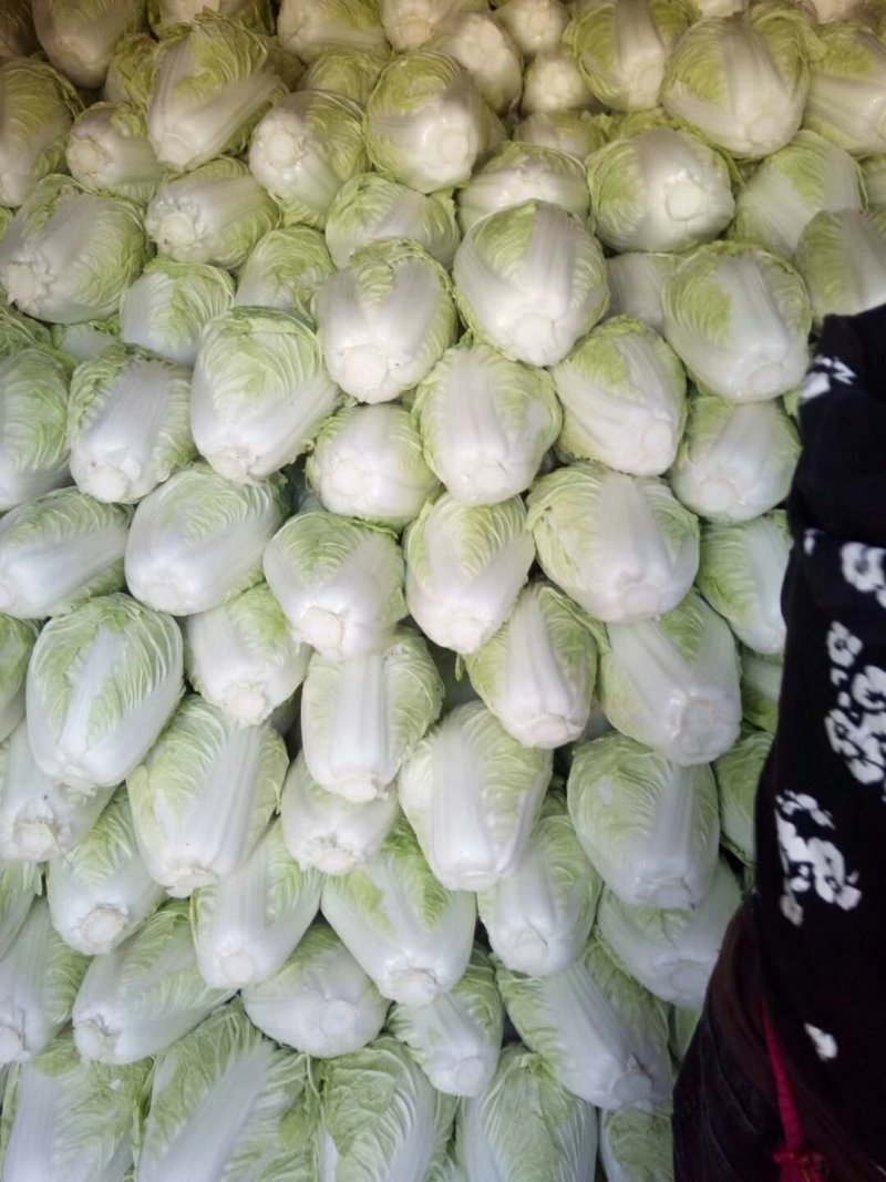 （优质夏阳白菜）通许夏先锋热白菜热销中质量保证欢迎来电