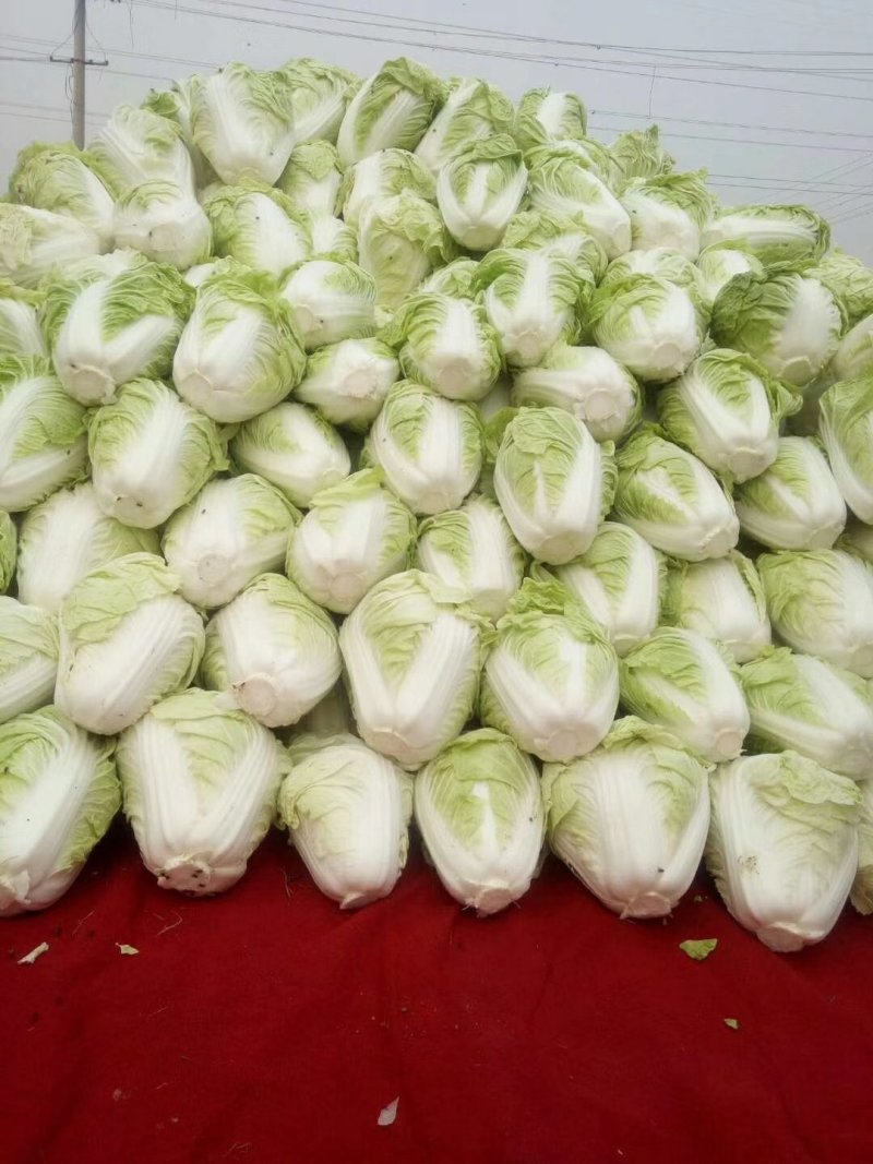 （优质夏阳白菜）通许夏先锋热白菜热销中质量保证欢迎来电