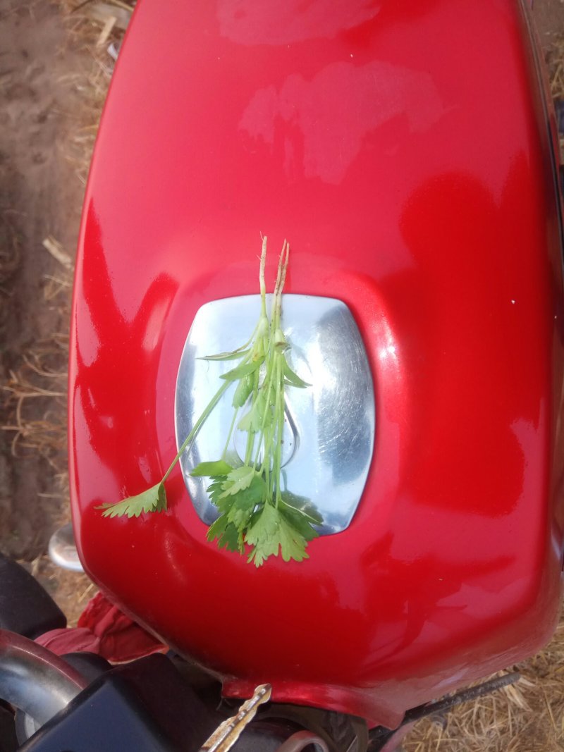 香菜，菠菜