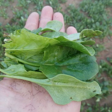 香菜，菠菜