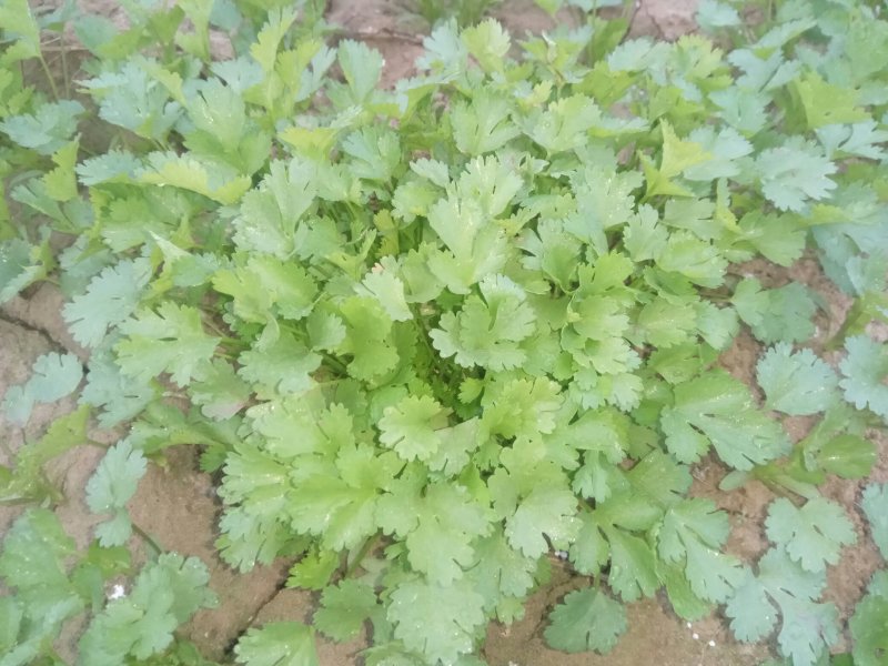 香菜，菠菜