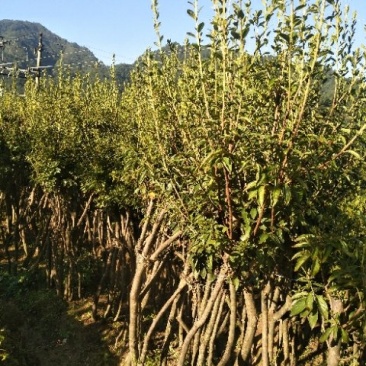 映山红树桩批发