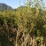 映山红树桩批发