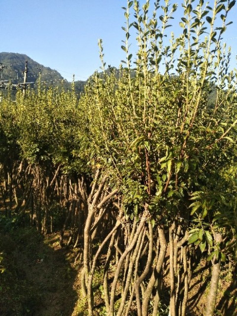 映山红树桩批发