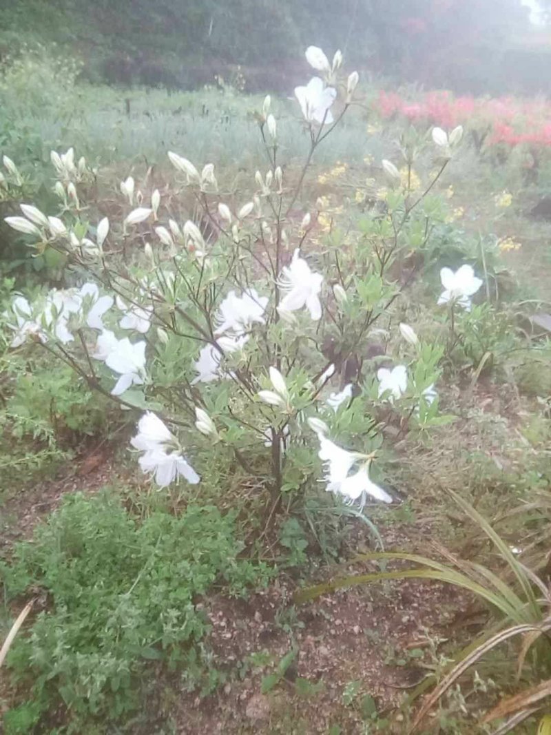 映山红树桩批发