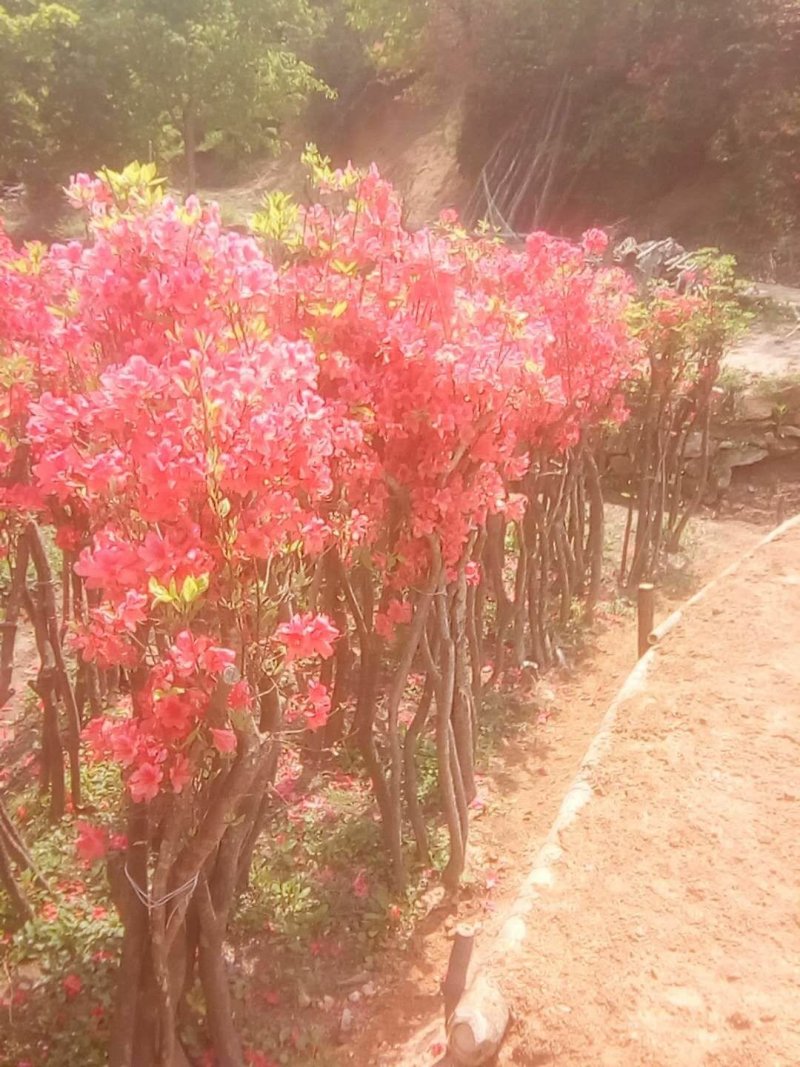 映山红树桩批发