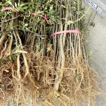 陕西省韩城市大红袍狮子头花椒苗