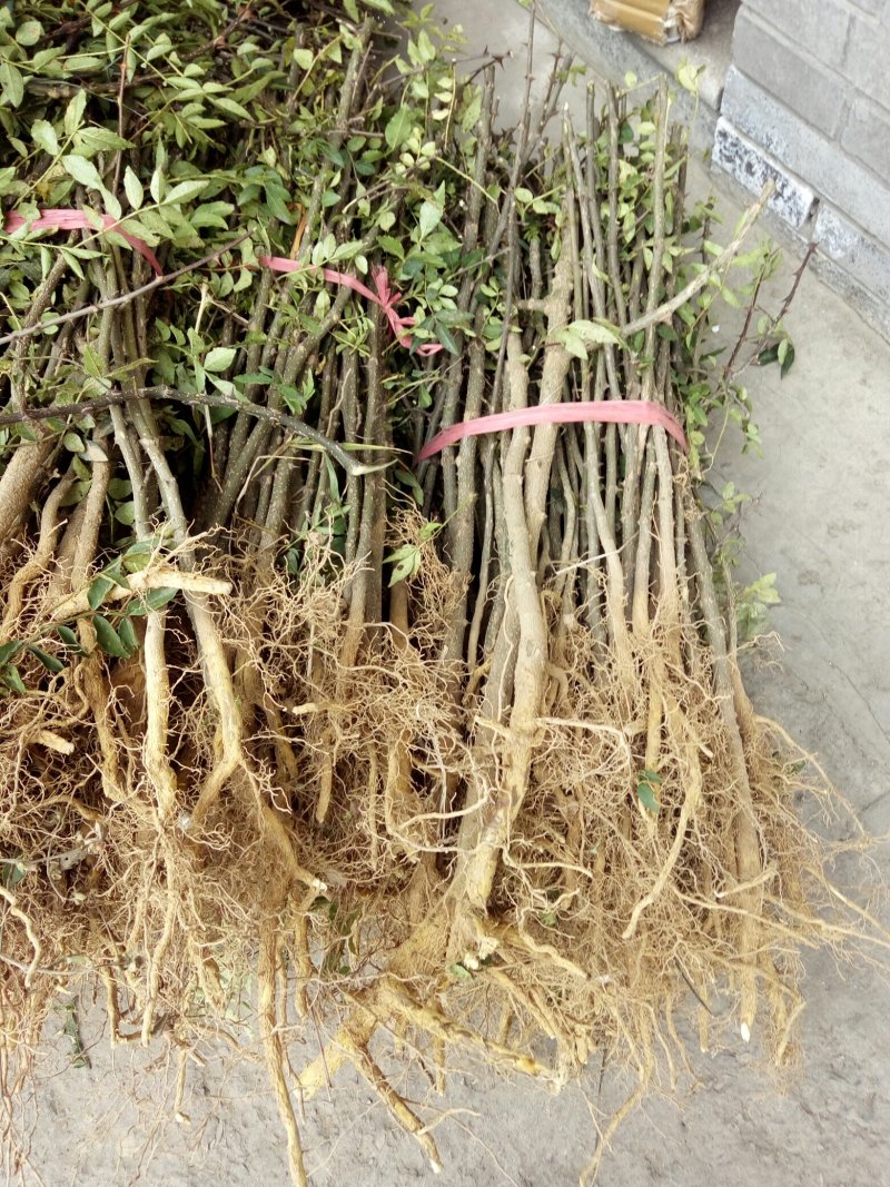 陕西省韩城市大红袍狮子头花椒苗