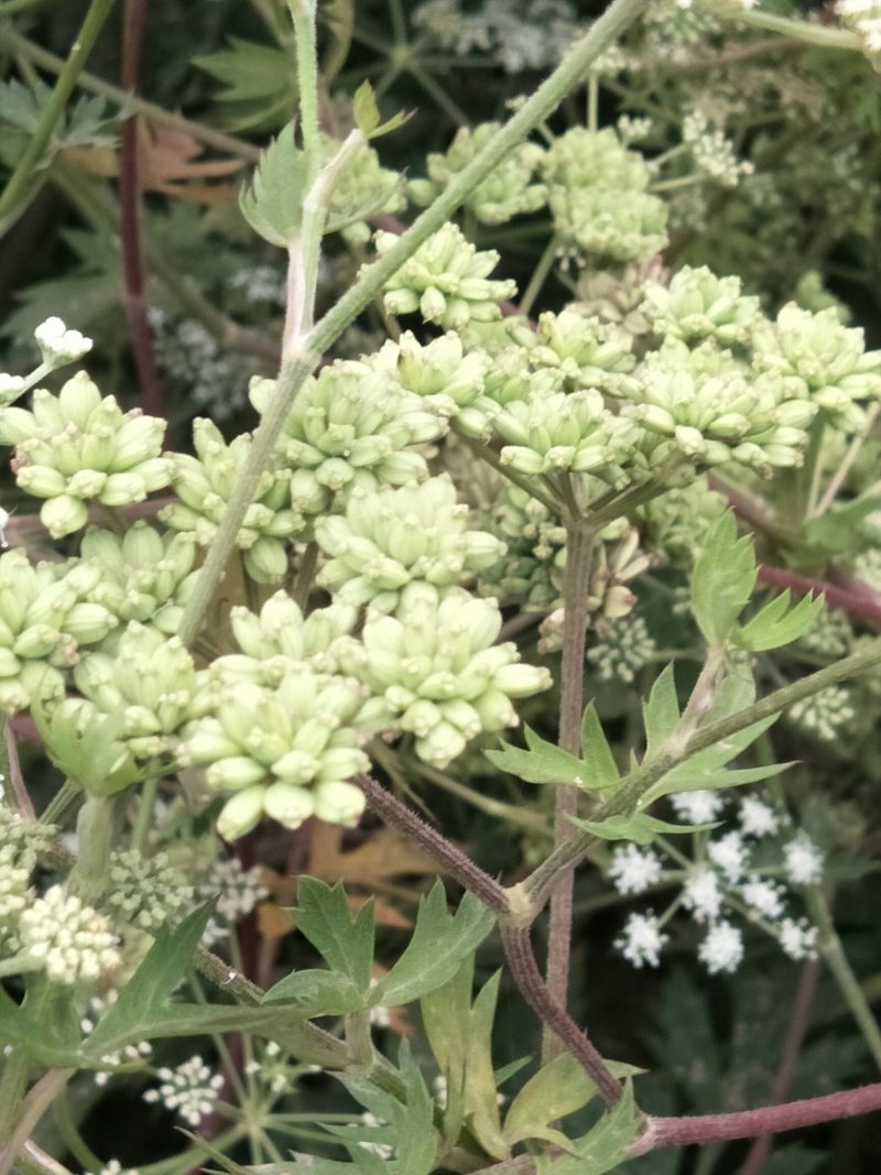白花前胡种子