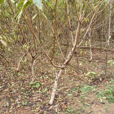大量出售3公分桃树，占地建园匀可，品质优良