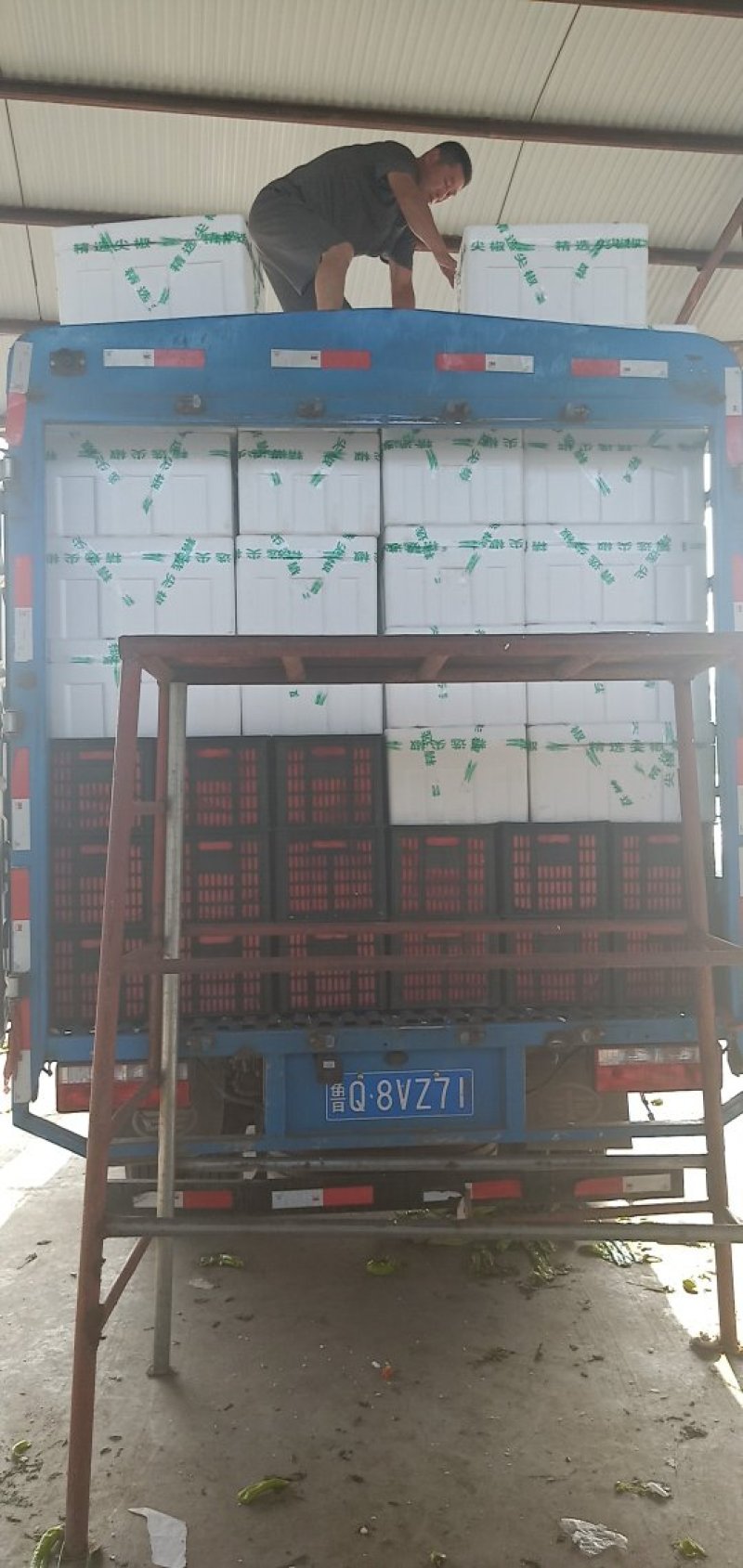 《推荐》精品鲜辣椒，线椒山东潍坊青州精品线椒便宜了辣椒