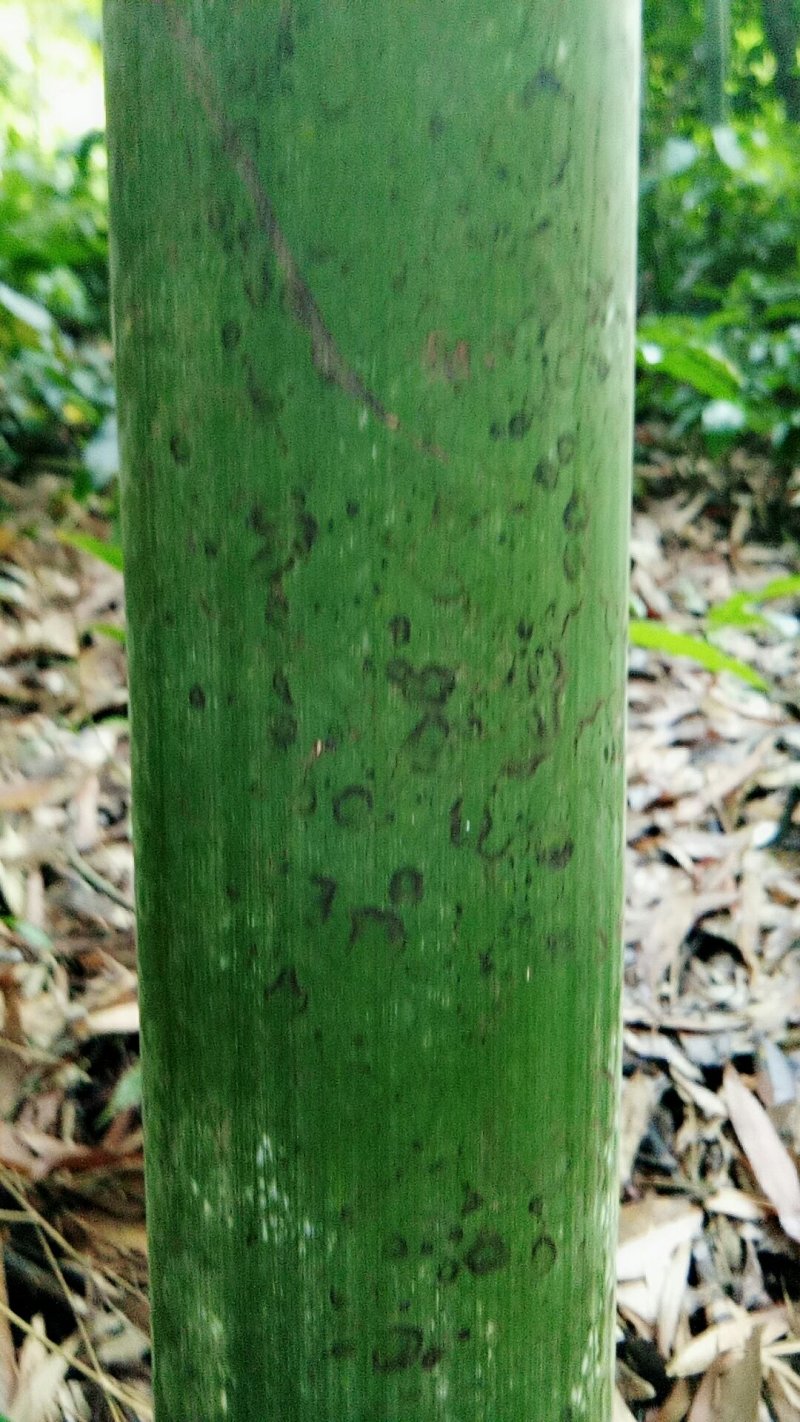 优品质的竹子