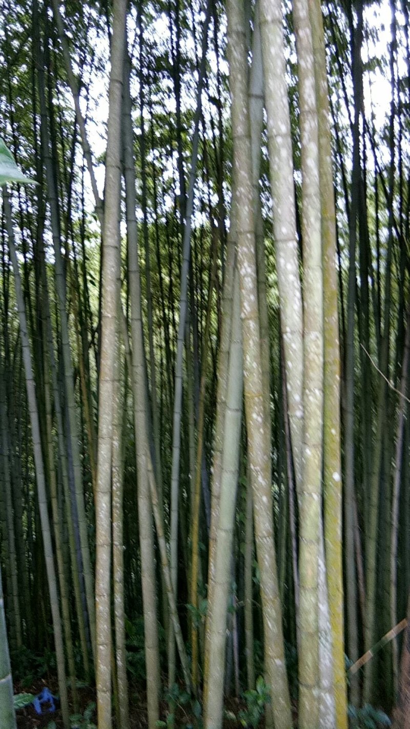 优品质的竹子