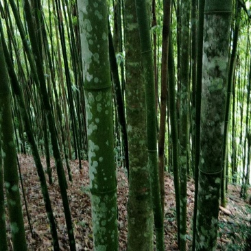 优品质的竹子