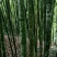 优品质的竹子