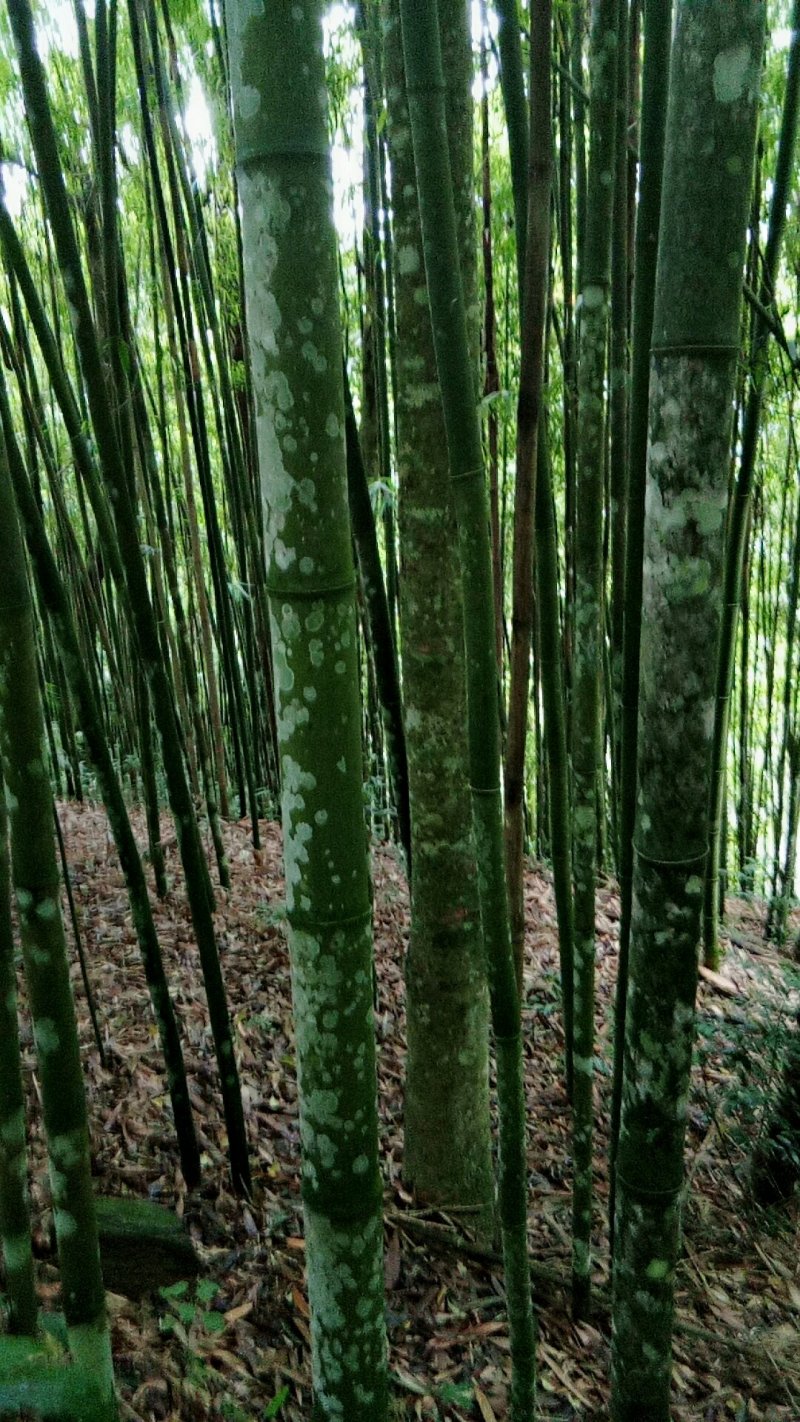 优品质的竹子