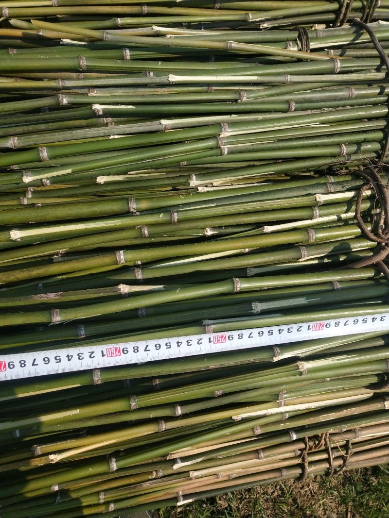 金竹