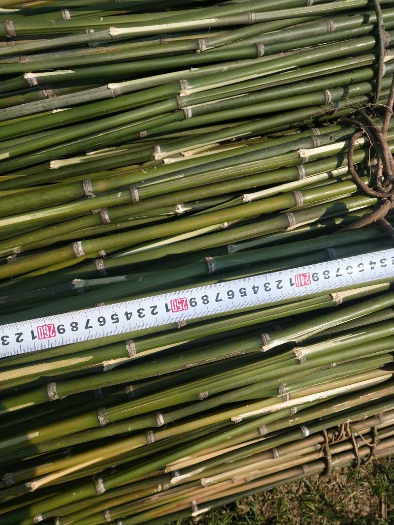 金竹