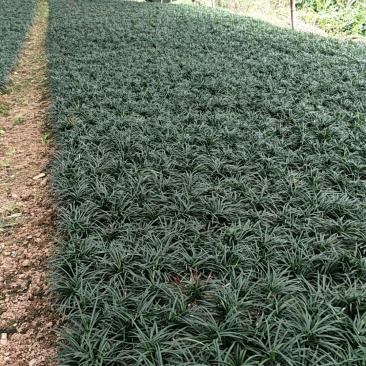 玉龙草