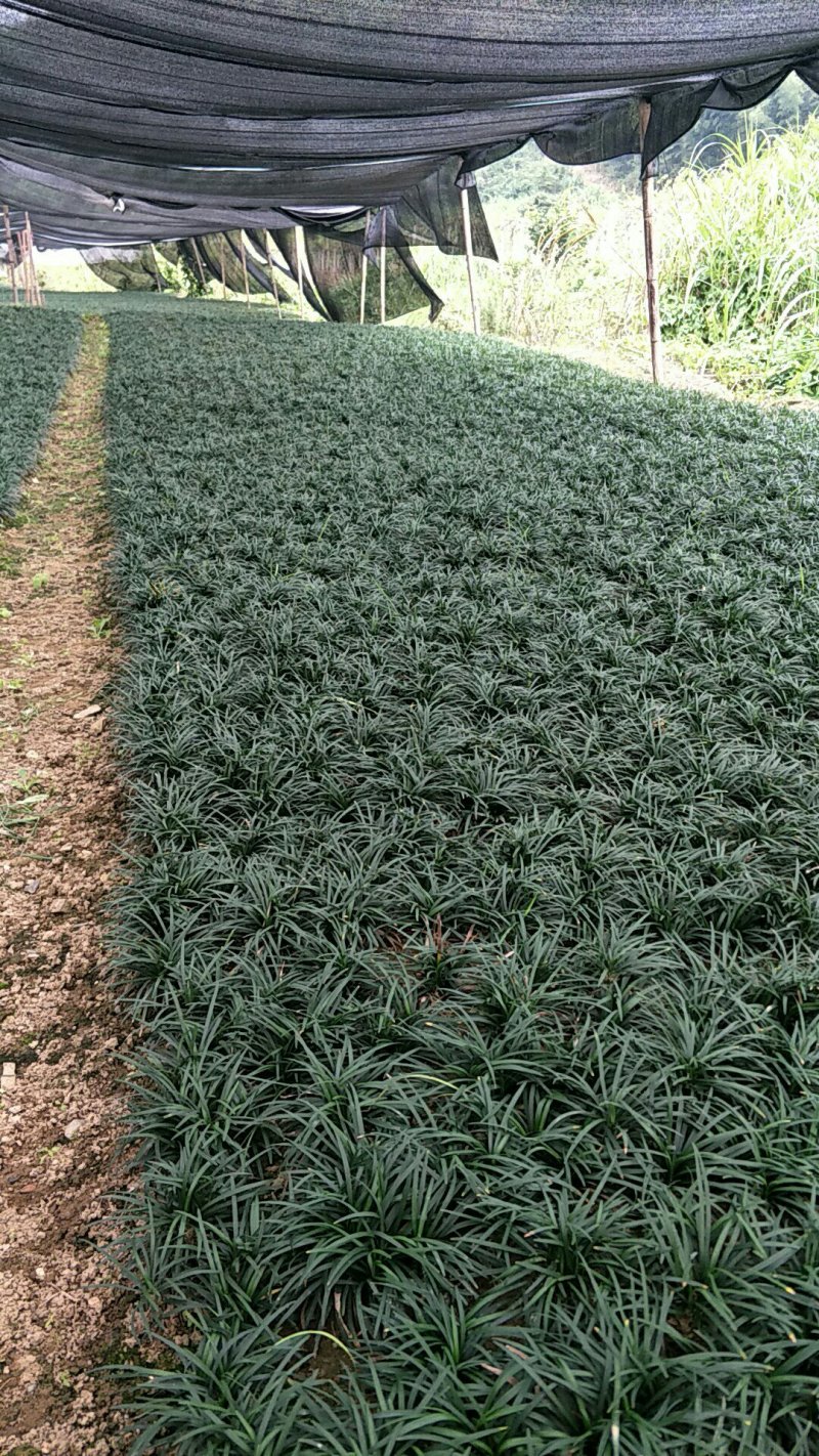 玉龙草