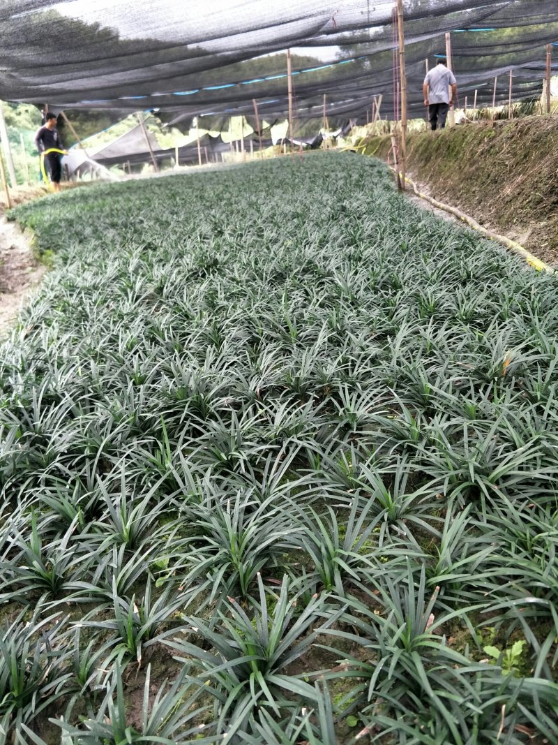 玉龙草