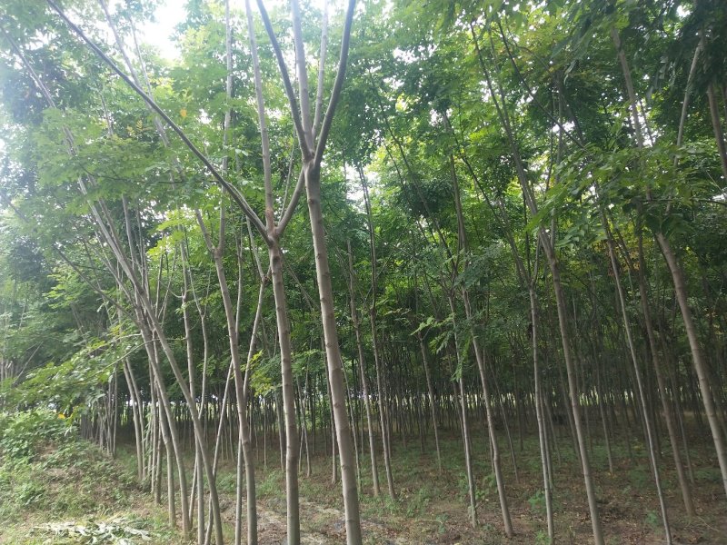 栾树