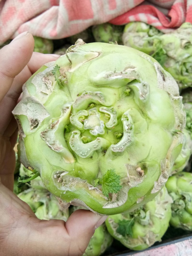 芥菜疙瘩万亩基地质量保证诚信商家发全国酱菜厂用