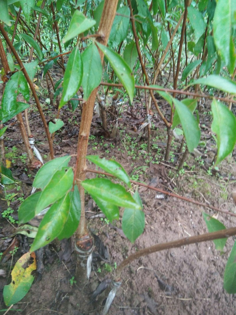 李子树苗，脆红李，凤凰李，等落叶果树，各种柑橘类