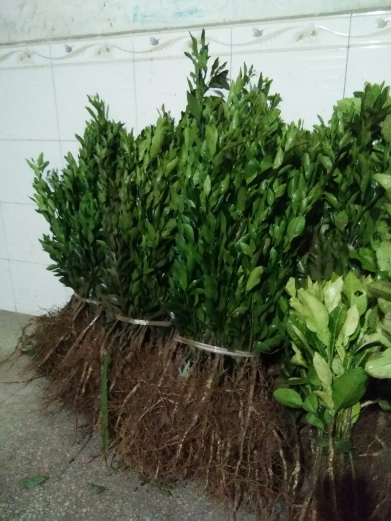 椪柑苗。明日见，沃柑，爱嫒38，春见，大雅，金秋，蜜桔等