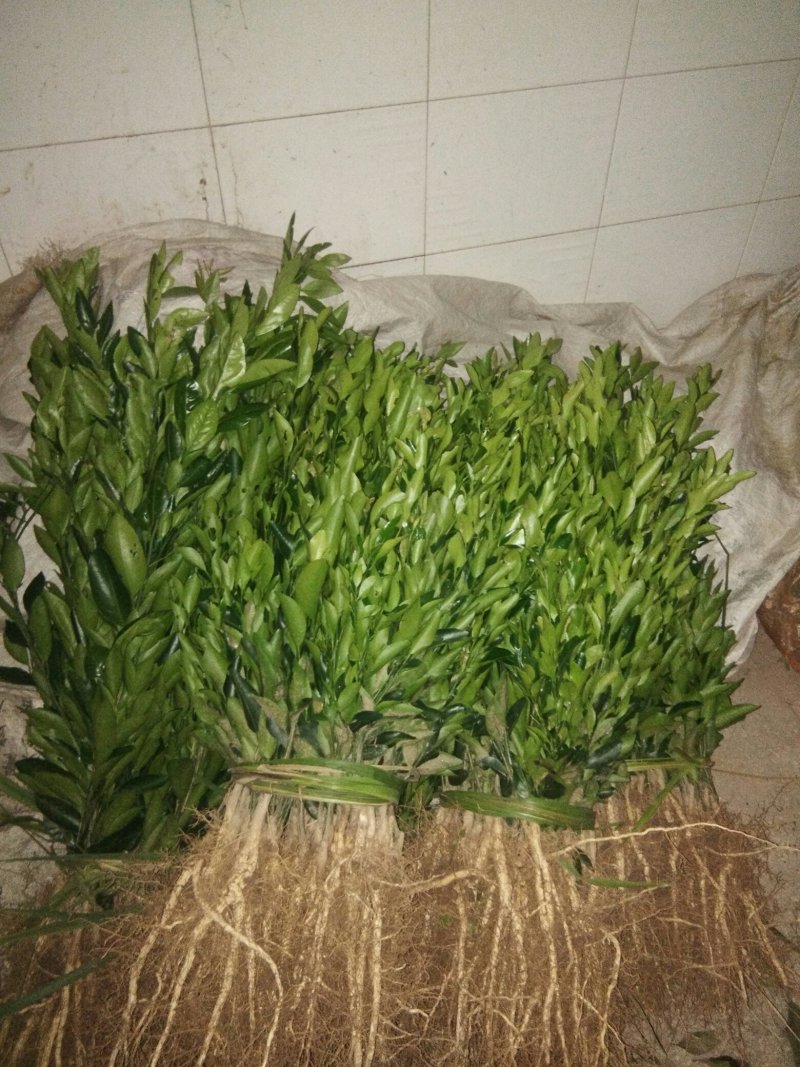 椪柑苗。明日见，沃柑，爱嫒38，春见，大雅，金秋，蜜桔等