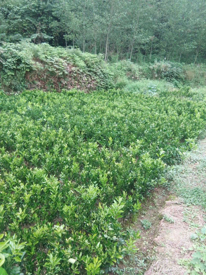 椪柑苗。明日见，沃柑，爱嫒38，春见，大雅，金秋，蜜桔等